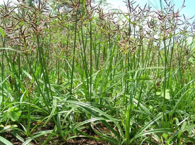 Loại c&acirc;y "kẻ th&ugrave; nh&agrave; n&ocirc;ng" mọc um t&ugrave;m sau mưa kh&ocirc;ng ngờ c&oacute; gi&aacute; 350.000 đồng/kg - Ảnh 2.