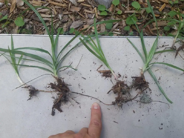 Loại c&acirc;y "kẻ th&ugrave; nh&agrave; n&ocirc;ng" mọc um t&ugrave;m sau mưa kh&ocirc;ng ngờ c&oacute; gi&aacute; 350.000 đồng/kg - Ảnh 1.