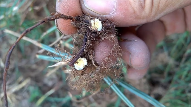 Loại c&acirc;y "kẻ th&ugrave; nh&agrave; n&ocirc;ng" mọc um t&ugrave;m sau mưa kh&ocirc;ng ngờ c&oacute; gi&aacute; 350.000 đồng/kg - Ảnh 3.