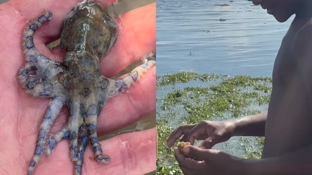 Người đ&agrave;n &ocirc;ng v&ocirc; t&igrave;nh chạm v&agrave;o lo&agrave;i bạch tuộc nguy hiểm nhất thế giới - Ảnh 1.