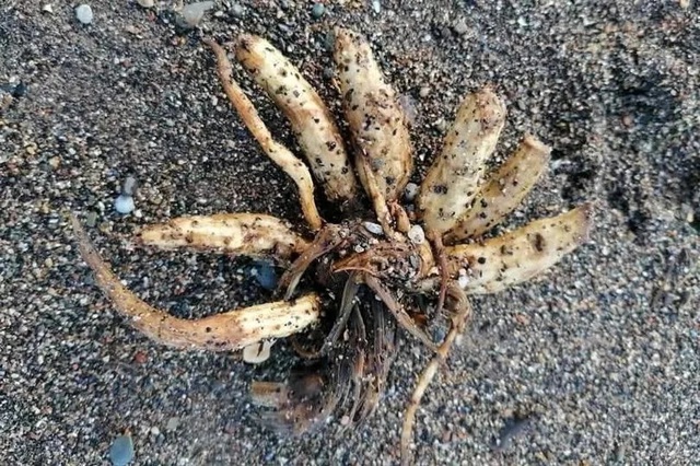 Lo&agrave;i c&acirc;y cực độc tr&ocirc;i dạt v&agrave;o b&atilde;i biển, chuy&ecirc;n gia cảnh b&aacute;o - Ảnh 1.