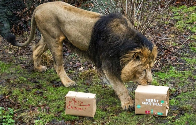 Kh&ocirc;ng phải thịt tươi, đ&acirc;y mới l&agrave; thứ khiến ch&uacute; sư tử 15 tuổi m&ecirc; mẩn - Ảnh 1.