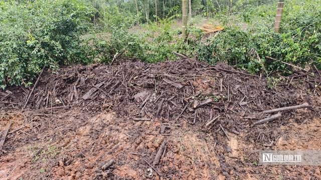 Khu bảo tồn văn h&oacute;a 10,5 tỷ ở Quảng Ng&atilde;i xuống cấp trầm trọng, phải th&aacute;o dỡ v&igrave; lo... sập- Ảnh 5.