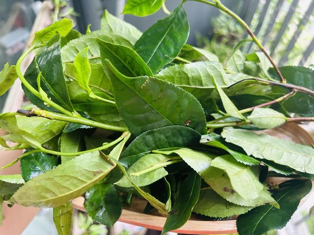 Loại nước được v&iacute; như "thần dược" cho sức khỏe, ở Việt Nam nhiều v&ocirc; kể - Ảnh 2.