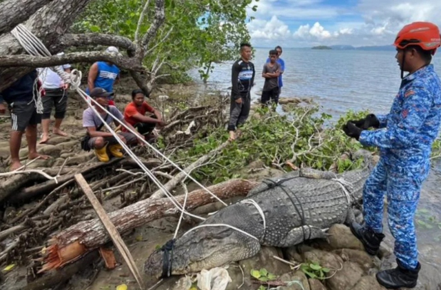 Người d&acirc;n bắt được c&aacute; sấu khổng lồ d&agrave;i 4 m&eacute;t, nặng 500kg - Ảnh 1.