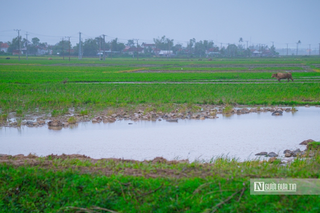 Đắk Lắk: Khắc phục sự cố đ&ecirc; đập sau lũ, kịp đưa nước tưới 18.000 ha vụ l&uacute;a Đ&ocirc;ng Xu&acirc;n - Ảnh 6.