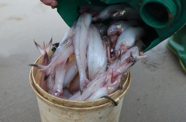 Truy xuất c&aacute;c chợ đầu mối sau khi ph&aacute;t hiện 5 mẫu c&aacute; ch&aacute;o c&oacute; dư lượng Formol tại H&agrave; Tĩnh- Ảnh 2.