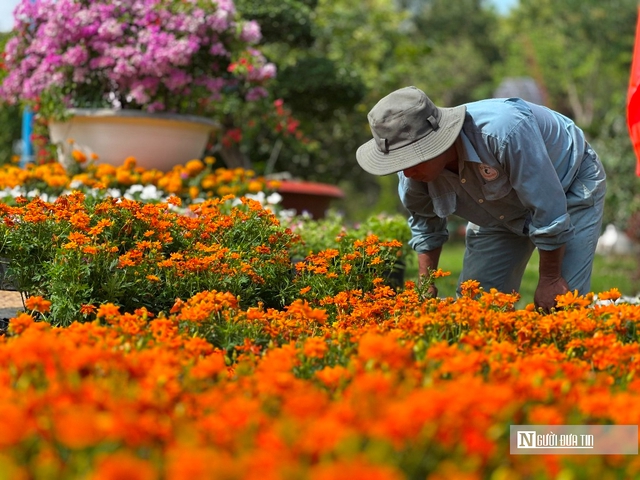 Kh&aacute;t vọng ph&aacute;t triển kinh tế di sản nh&igrave;n từ những kh&oacute;m hoa Sa Đ&eacute;c- Ảnh 4.