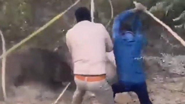 Lợn rừng hung dữ tấn c&ocirc;ng nh&acirc;n vi&ecirc;n kiểm l&acirc;m v&agrave; c&aacute;i kết- Ảnh 1.