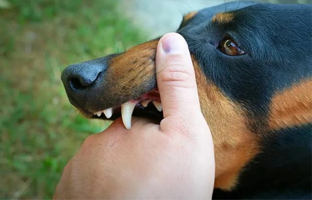 Người đ&agrave;n &ocirc;ng 51 tuổi tử thương t&acirc;m sau khi bị ch&oacute; "lạ" cắn - Ảnh 1.