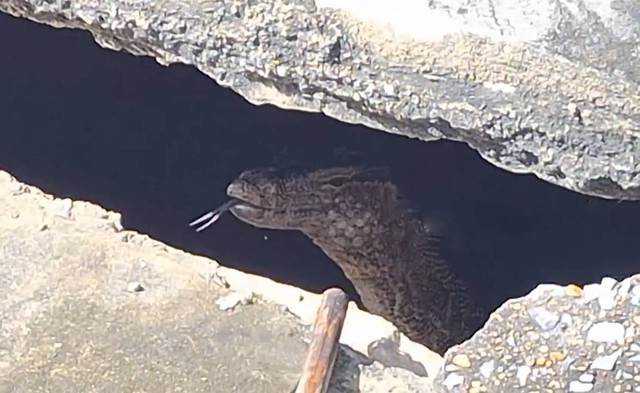 Nhìn ra bãi đất trống, người dân sốc nặng khi thấy cảnh đáng sợ - Ảnh 1.