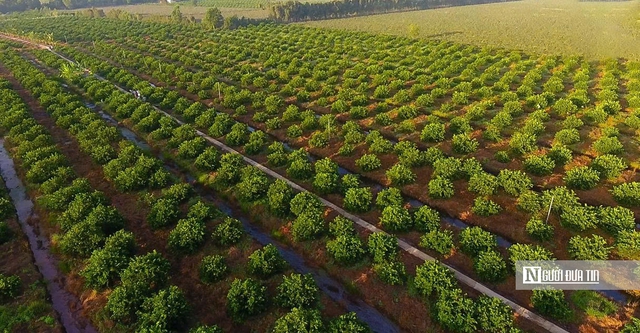 Ki&ecirc;n nhẫn với "đất kh&oacute;" để tr&aacute;i chanh Việt đi xa hơn- Ảnh 1.