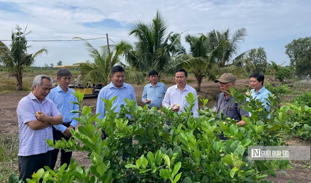 Ki&ecirc;n nhẫn với "đất kh&oacute;" để tr&aacute;i chanh Việt đi xa hơn- Ảnh 2.