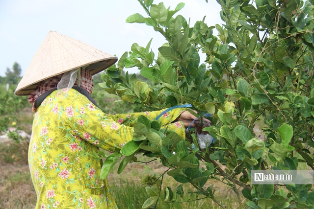 Ki&ecirc;n nhẫn với "đất kh&oacute;" để tr&aacute;i chanh Việt đi xa hơn- Ảnh 3.