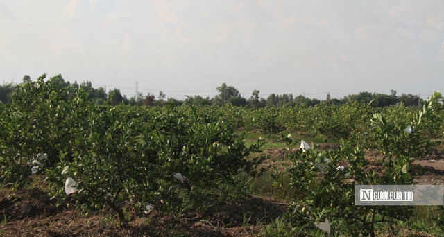 Ki&ecirc;n nhẫn với "đất kh&oacute;" để tr&aacute;i chanh Việt đi xa hơn- Ảnh 4.