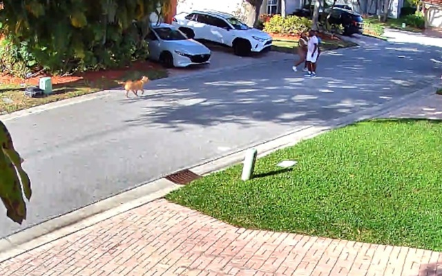 Đang đi bộ, 3 người d&acirc;n bị ch&oacute; Pitbull tấn c&ocirc;ng- Ảnh 1.