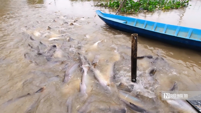 Chuyện lạ Đồng Tháp: Cá kéo về “xin ăn”, người dân nuôi như… thú cưng- Ảnh 1. Chuyện lạ Đồng Tháp: Cá kéo về “xin ăn”, người dân nuôi như… thú cưng- Ảnh 1.