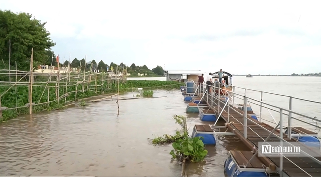 Chuyện lạ Đồng Tháp: Cá kéo về “xin ăn”, người dân nuôi như… thú cưng- Ảnh 3. Chuyện lạ Đồng Tháp: Cá kéo về “xin ăn”, người dân nuôi như… thú cưng- Ảnh 3.