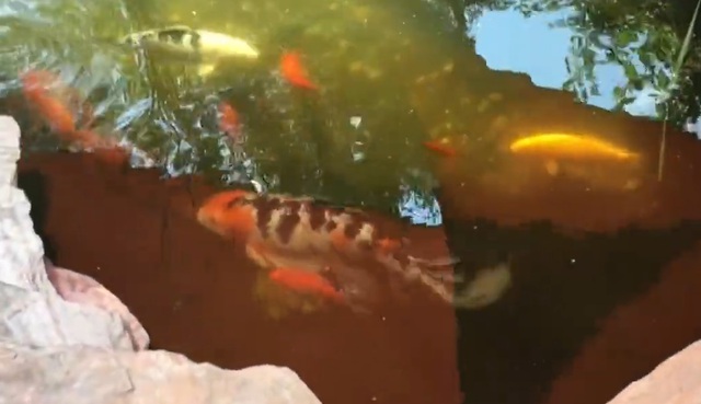 Đàn cá Koi bị ăn thịt, người phụ nữ sốc nặng khi biết "thủ phạm" - Ảnh 1.