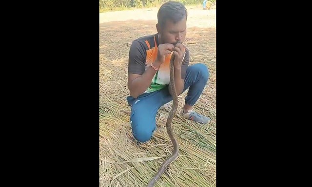 Người đàn ông hô hấp nhân tạo, cứu sống con rắn bị điện giật - Ảnh 1.