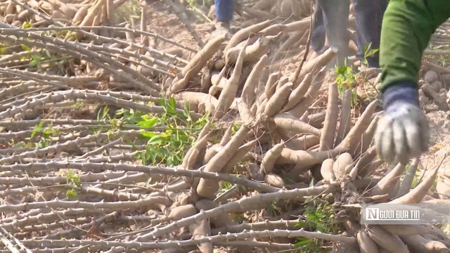 Để nông dân thoát cảnh "bán cả tạ sắn chưa bằng một ngày phụ hồ"- Ảnh 2. Để nông dân thoát cảnh "bán cả tạ sắn chưa bằng một ngày phụ hồ"- Ảnh 2.