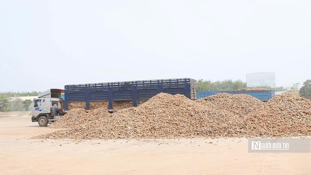 Để nông dân thoát cảnh "bán cả tạ sắn chưa bằng một ngày phụ hồ"- Ảnh 1. Để nông dân thoát cảnh "bán cả tạ sắn chưa bằng một ngày phụ hồ"- Ảnh 1.