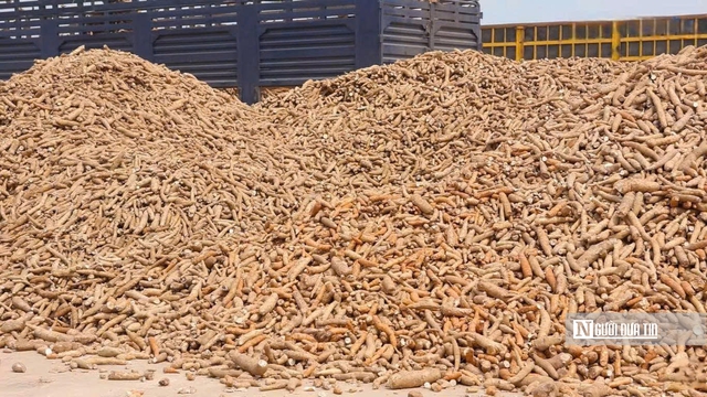 Để nông dân thoát cảnh "bán cả tạ sắn chưa bằng một ngày phụ hồ"- Ảnh 4. Để nông dân thoát cảnh "bán cả tạ sắn chưa bằng một ngày phụ hồ"- Ảnh 4.