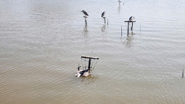 Mang lại bình yên cho những cánh chim trời mùa di trú- Ảnh 1. Mang lại bình yên cho những cánh chim trời mùa di trú- Ảnh 1.