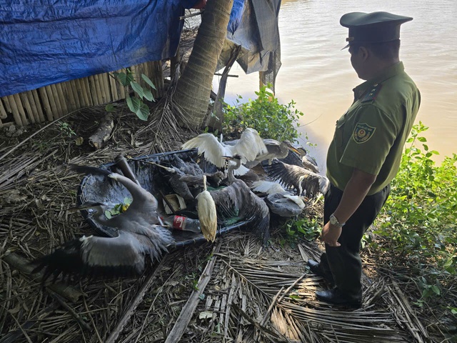 Mang lại bình yên cho những cánh chim trời mùa di trú- Ảnh 4. Mang lại bình yên cho những cánh chim trời mùa di trú- Ảnh 4.