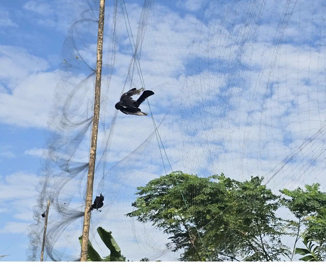 Mang lại bình yên cho những cánh chim trời mùa di trú- Ảnh 7. Mang lại bình yên cho những cánh chim trời mùa di trú- Ảnh 7.