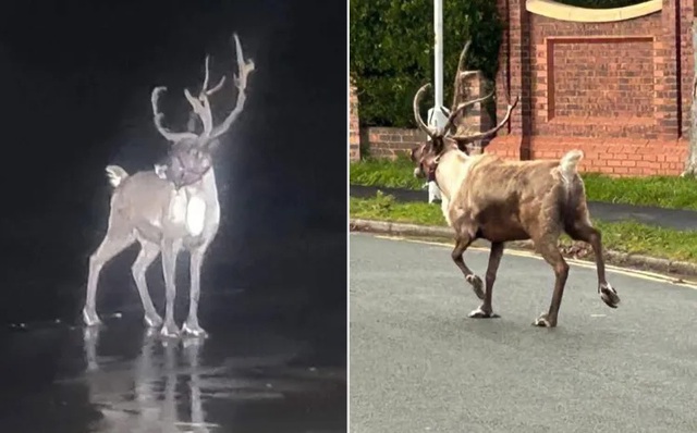 Kỳ lạ: Chú tuần lộc khiến cảnh sát cũng phải vào cuộc - Ảnh 1. Kỳ lạ: Chú tuần lộc khiến cảnh sát cũng phải vào cuộc - Ảnh 1.