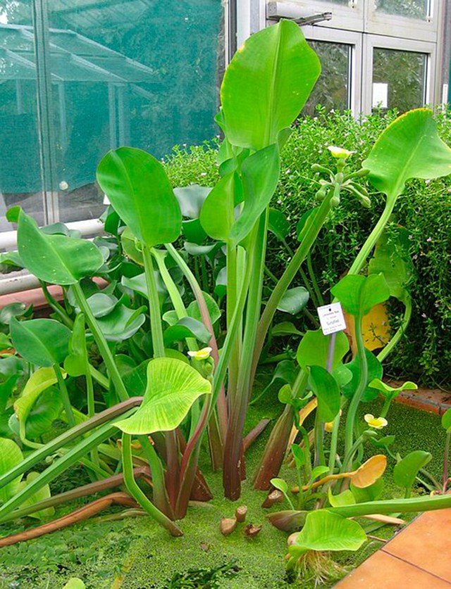 Loài rau dại mọc bờ mương hoá "mỏ tiền", là đặc sản lạ được săn tìm - Ảnh 1.