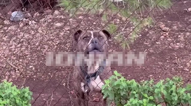 Bé trai 2 tuổi bị chó Pitbull cắn tử vong trong vườn nhà - Ảnh 1.