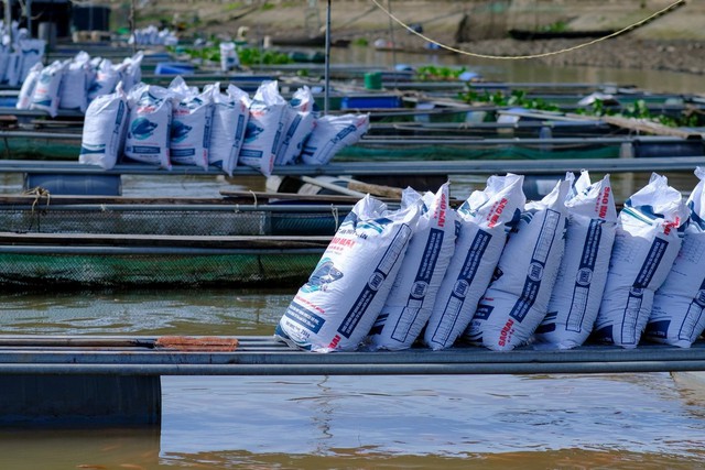 Đi tìm sự chắc chắn cùng Sao Mai Super Feed trong mỗi vụ nuôi- Ảnh 1.