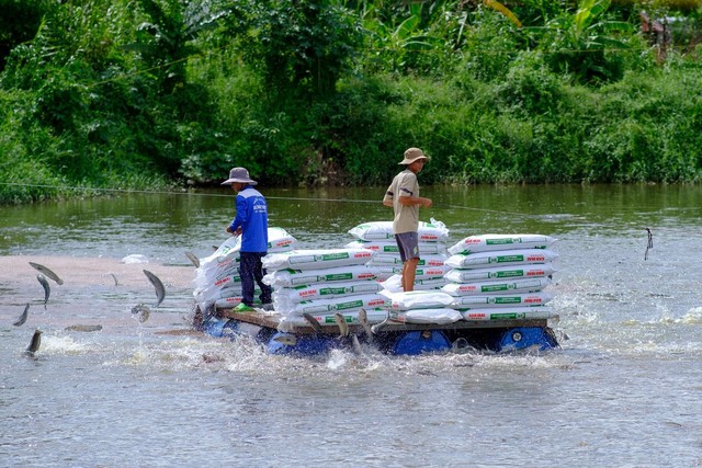 Đi tìm sự chắc chắn cùng Sao Mai Super Feed trong mỗi vụ nuôi- Ảnh 4.