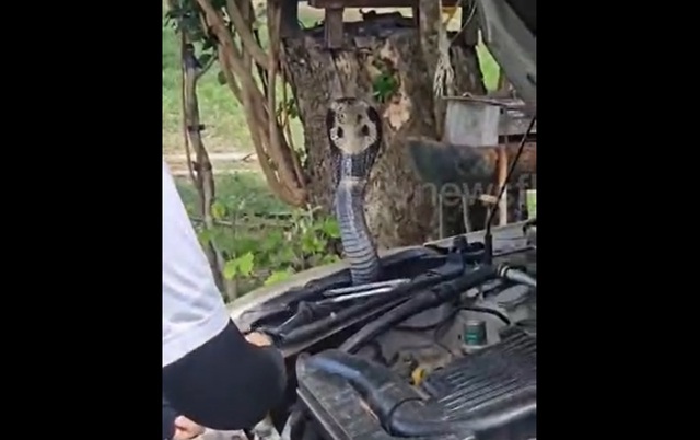 Người phụ nữ bắt sống rắn hổ mang chúa dài 1,8 mét - Ảnh 1.