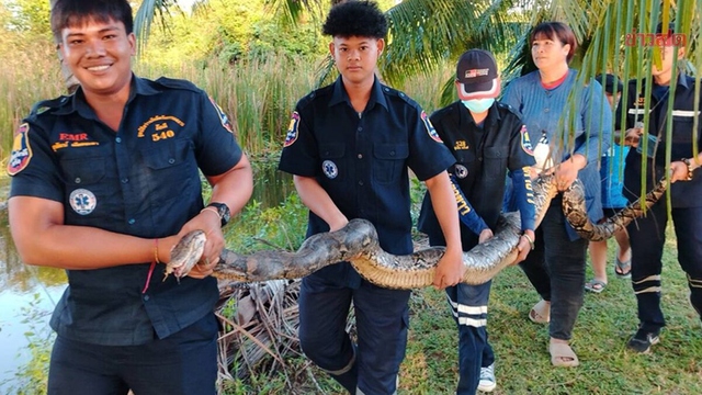 Bắt sống trăn khổng lồ nặng 26kg mắc kẹt dưới ao nhà dân - Ảnh 1.