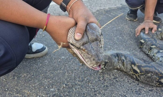 Bắt sống trăn khổng lồ nặng 26kg mắc kẹt dưới ao nhà dân - Ảnh 2.
