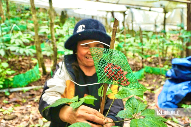 Quảng Ngãi hướng mục tiêu trồng 6.000ha sâm Ngọc Linh, phát triển sinh kế bền vững cho người dân- Ảnh 6.