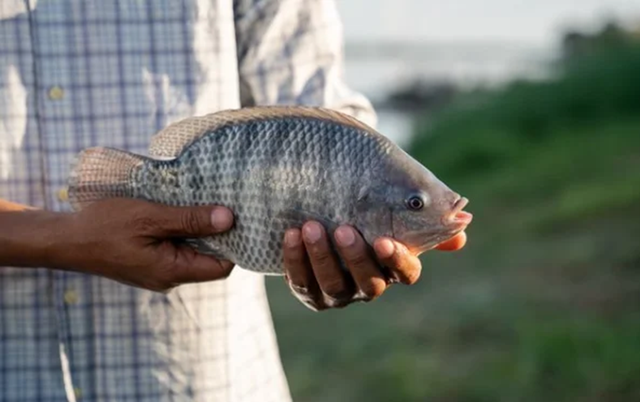 Nuôi loài vật chỉ ăn "nhì nhằng", anh nông dân nhẹ nhàng kiếm 9 tỷ đồng- Ảnh 3.