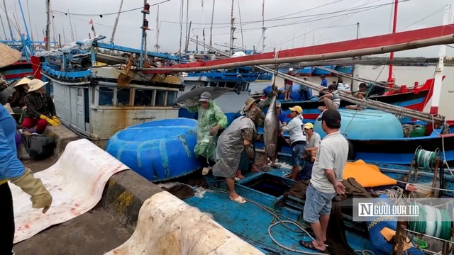 Ngư dân Phú Yên vận chuyển cá ngừ vào bờ sau chuyến biển dài ngày. Ảnh: Bảo Lâm