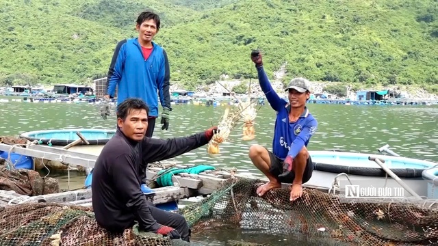 Ngư dân Phú Yên thu hoạch tôm hùm, bán cho thương lái. Ảnh: Bảo Lâm