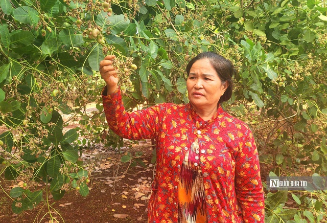 Nông dân Bình Phước "mất ăn mất ngủ" lo thất thu mùa điều- Ảnh 1.