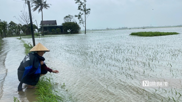 Người dân lo lắng năng suất lúa bị ảnh hưởng. Ảnh: Bảo Lâm