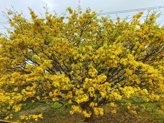 Chiêm ngưỡng tuyệt phẩm hoàng mai hơn 50 tuổi ở Tp.Huế- Ảnh 10.