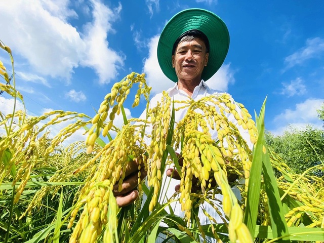 Ngành gạo năm 2024: Xuất khẩu bùng nổ, lợi nhuận teo tóp- Ảnh 1.