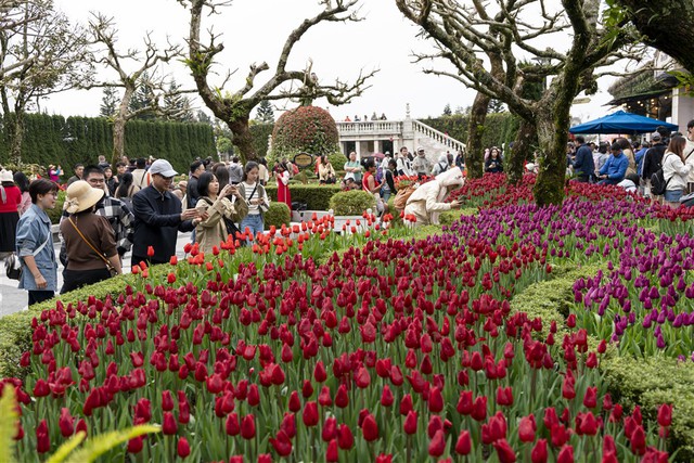 Hàng ngàn bông tulip ngợp ngời trên đỉnh Bà Nà, không gian Tết sẽ kéo dài hết tháng 2/2025- Ảnh 1.