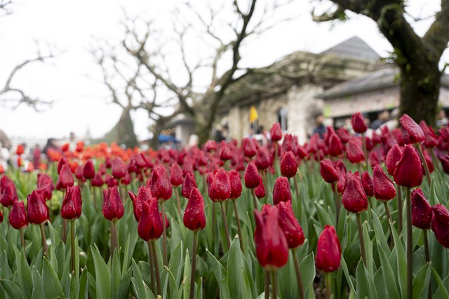 Hàng ngàn bông tulip ngợp ngời trên đỉnh Bà Nà, không gian Tết sẽ kéo dài hết tháng 2/2025- Ảnh 2.