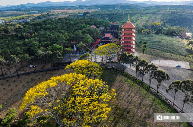 Phượng vàng khoe sắc trên Tu viện Bát Nhã- Ảnh 7.