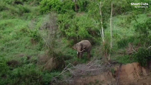 Chú voi đã bị mắc kẹt một mình trên đảo gần được 2 năm.